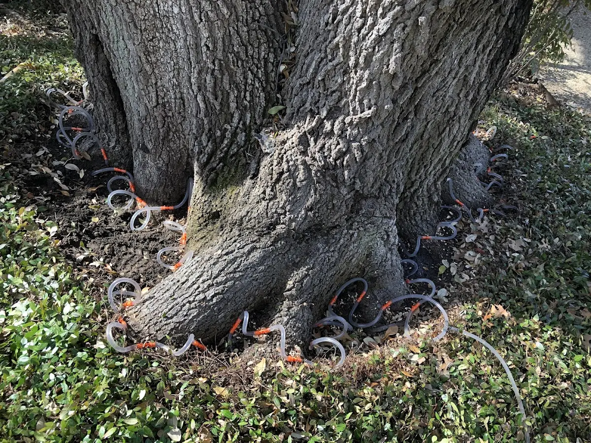 Detailed Tree Cabling and Bracing job site in Mansfield Depot