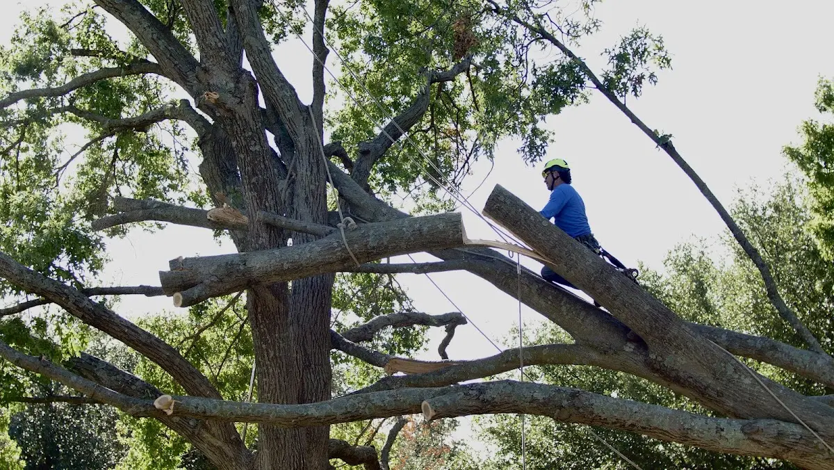 Professional Crown Thinning performed by certified arborists in Mansfield Depot