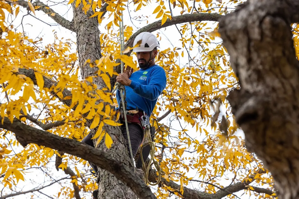 Skilled Dead Tree Removal crew working in Mansfield Depot
